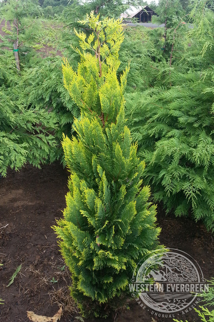Conifers - Page 5 - Western Evergreen