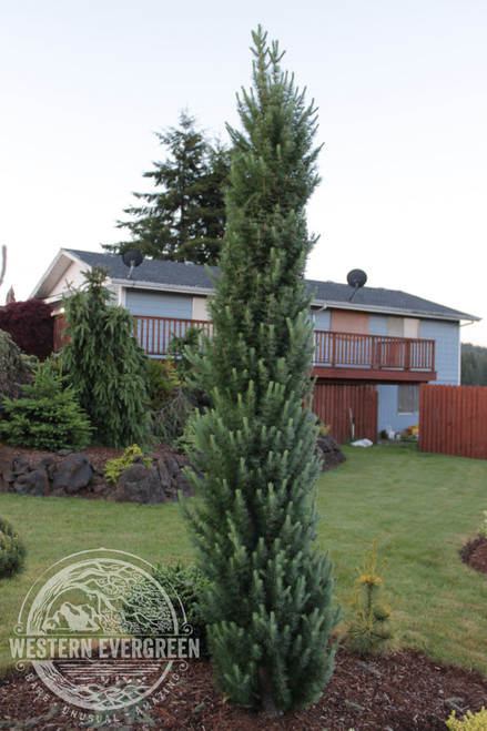 Larix kaempferi 'Jacobsen's Pyramid' - Japanese Larch | Western Evergreen