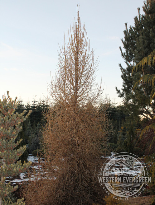 Larix decidua 'Cherry Valley' - European Larch | Western Evergreen