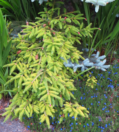 Picea abies 'Catharine's Golden Heart' - Norway Spruce | Western Evergreen