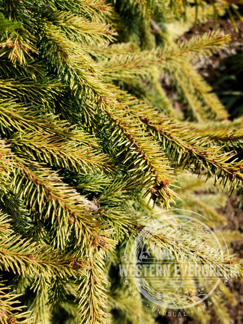 Picea abies 'Gold Drift' - Norway Spruce | Western Evergreen