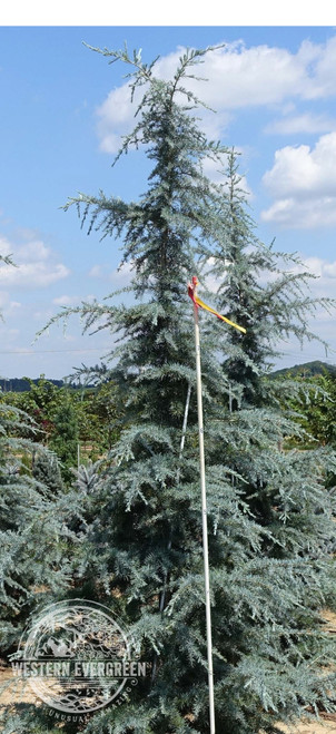 Cedrus deodara 'Sander's Blue' - Deodar Cedar | Western Evergreen
