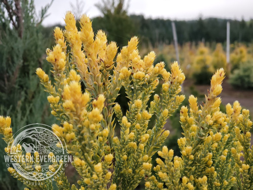 Sequoiadendron giganteum 'Bultinck Yellow' - Giant Sequoia | Western Evergreen Sequoiadendron giganteum 'Bultinck Yellow' - Giant Sequoia | Western Evergreen