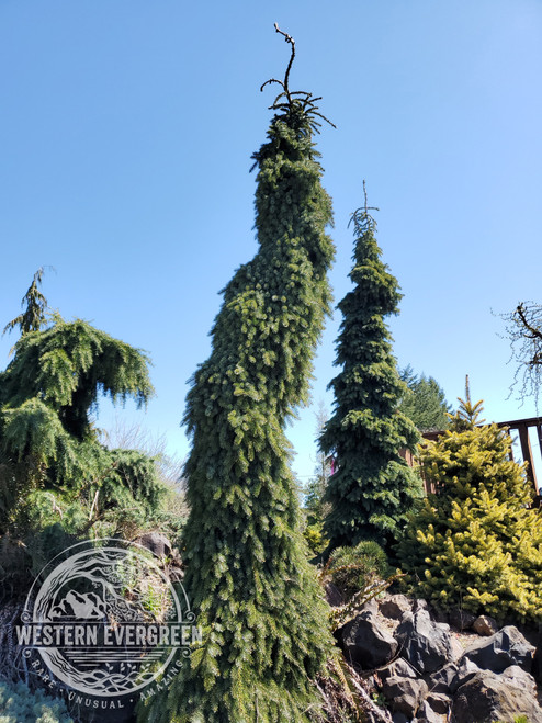 Abies alba 'Pendula' - Weeping Silver Fir | Western Evergreen