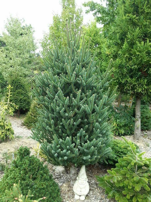 Abies pinsapo 'Aurea' - Spanish Fir | Western Evergreen