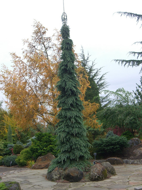 Picea glauca 'Pendula' - White Spruce | Western Evergreen