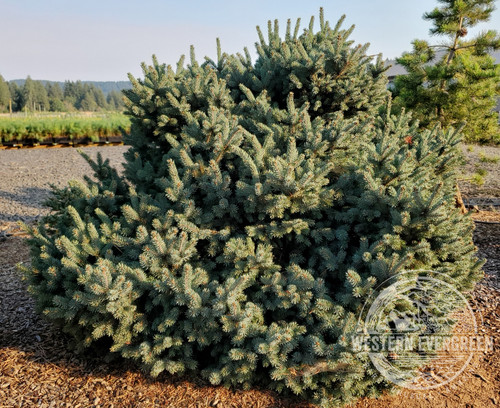 Picea glauca 'Cecilia' - White Spruce | Western Evergreen Picea glauca 'Cecilia' - White Spruce | Western Evergreen