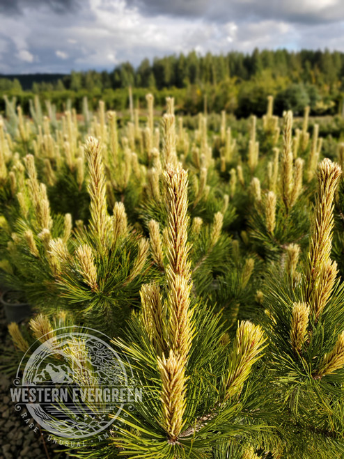 Pinus leucodermis 'Kaleidoscope' - Bosnian Pine | Western Evergreen Pinus leucodermis 'Kaleidoscope' - Bosnian Pine | Western Evergreen