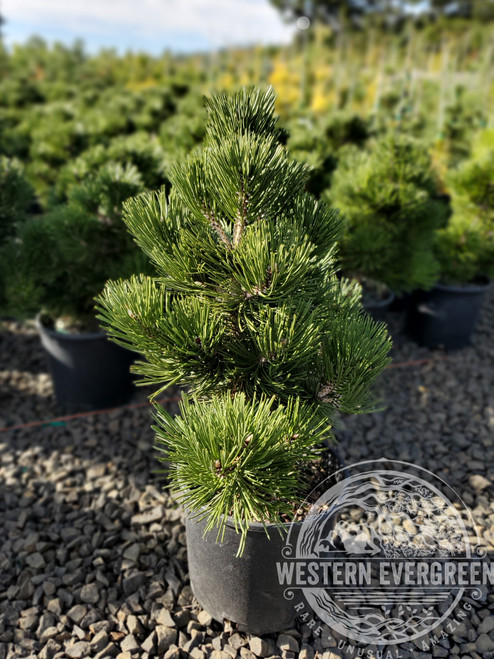Pinus leucodermis 'Irish Bell' - Bosnian Pine | Western Evergreen