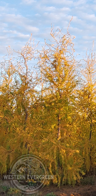Conifers - Larix - Larch - Western Evergreen