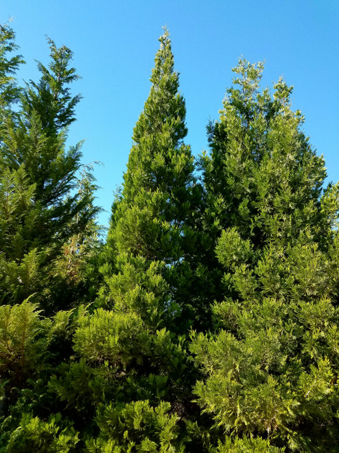 Calocedrus decurrens - California Incense Cedar | Western Evergreen