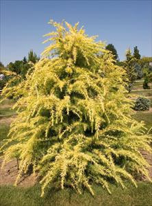 Cedrus deodara 'Gold Cone' - Deodar Cedar | Western Evergreen