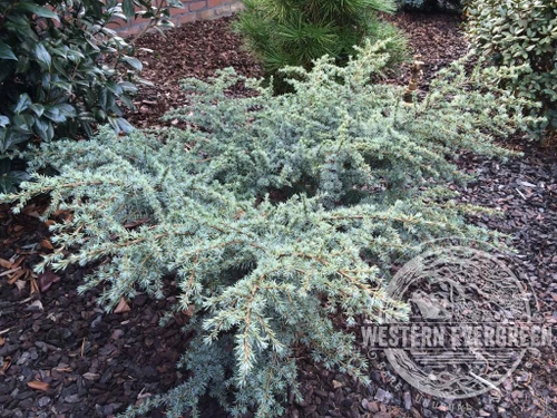 Cedrus atlantica 'Sapphire Nymph'- Atlas Cedar | Western Evergreen