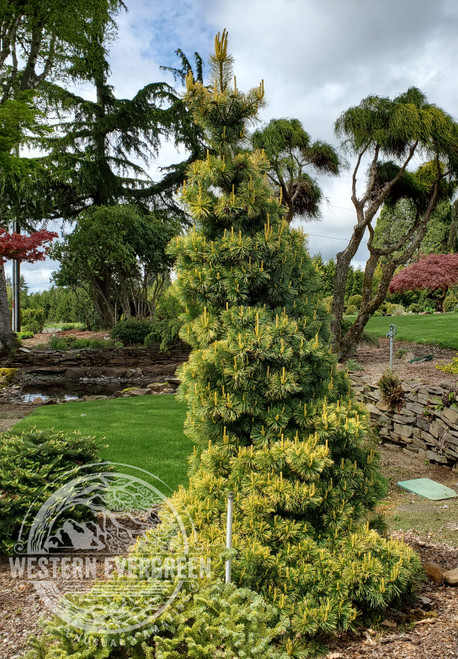 Pinus parviflora 'Koru'' - Koru Japanese White Pine | Western