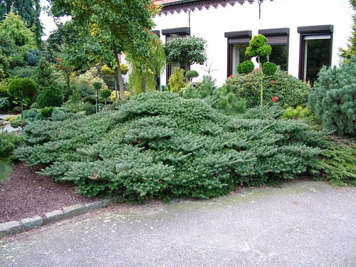 Abies koreana 'Green Carpet'