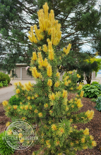 Western Evergreen Pinus contorta Taylor's Sunburst - Thumbnail 2