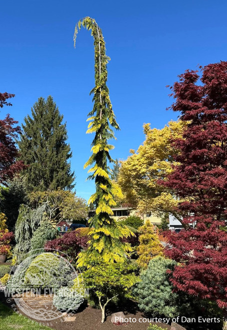 Chamaecyparis lawsoniana 'Filip's Golden Tears' - Lawson Cypress | Western Evergreen