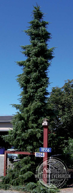 Picea omorika 'Sky Trails' - Serbian Spruce | Western Evergreen