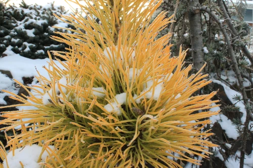 Pinus contorta var. latifolia 'Chief Joseph'  - Lodgepole Pine | Western Evergreen