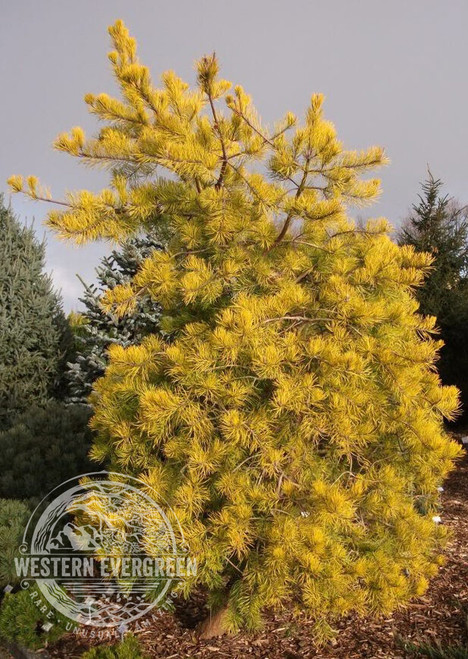 Pinus virginiana 'Wate's Golden' - Virginia Pine | Western Evergreen Pinus virginiana 'Wate's Golden' - Virginia Pine | Western Evergreen