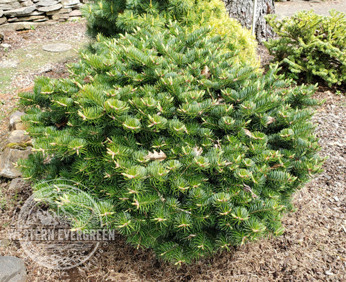 Abies cilicica 'Hunnewell WB' - Balsam Fir | Western Evergreen