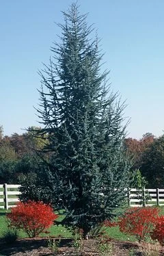 Cedrus atlantica 'Glauca'  - Atlantic Cedar | Western Evergreen