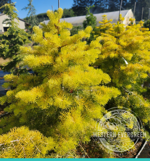 Abies concolor 'Spring Blaze' - White Fir | Western Evergreen