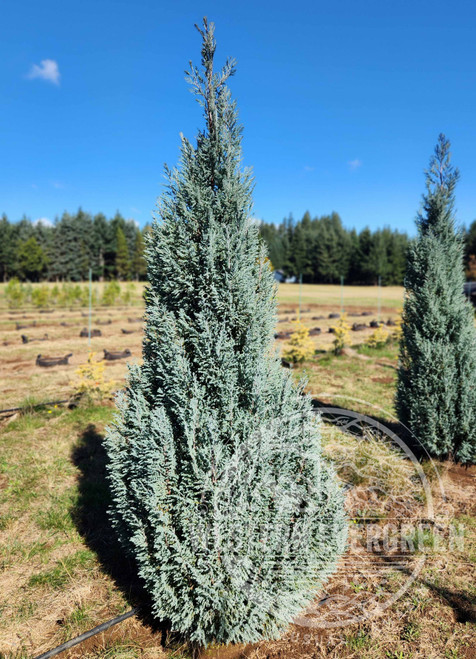 Chamaecyparis lawsoniana 'Blue Surprise' - Lawson Cypress | Western Evergreen