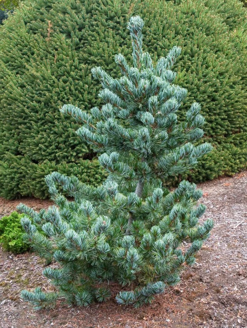 Pinus parviflora 'Koru'' - Japanese White Pine | Western Evergreen