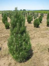 Pinus nigra 'Frank' -  Austrian Pine | Western Evergreen