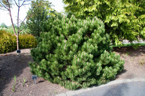 Pinus nigra 'Black Prince' -'Black Prince' Dwarf  Austrian Pine | Western Evergreen