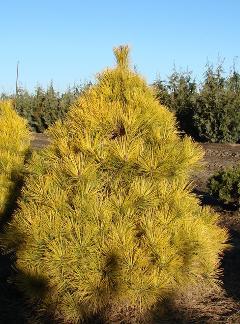 Pinus densiflora 'Aurea' - Japanese Red Pine | Western Evergreen