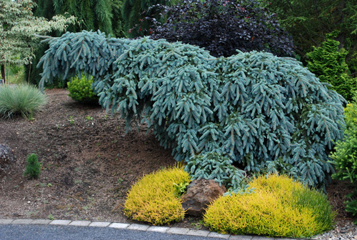 Picea pungens 'The Blues' - Colorado Spruce | Western Evergreen