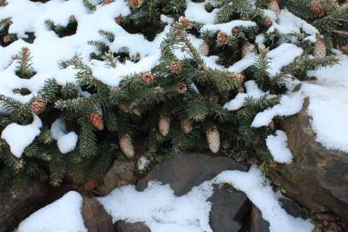 Picea abies 'Pauls Select'  -  Norway Spruce | Western Evergreen