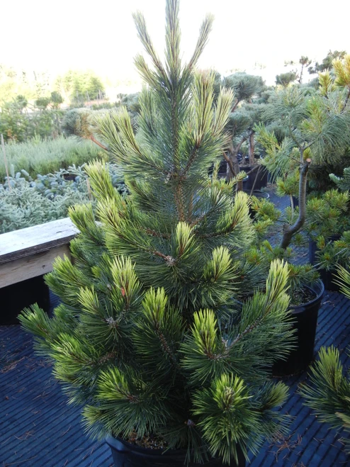 Pinus leucodermis 'Bosnian Sunrise' - Bosnian Pine | Western Evergreen
