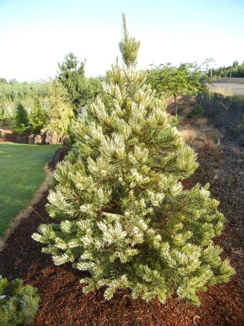 Pinus sylvestris 'Inverleith'- Scotch Pine | Western Evergreen