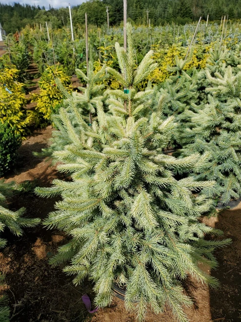 Picea pungens 'Irish Cream - Colorado Spruce | Western Evergreen