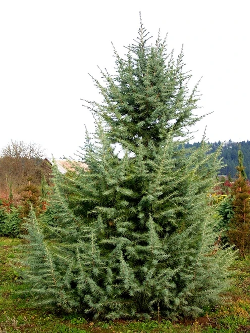 Cedrus deodara 'Electra Blue' - Deodar Cedar | Western Evergreen