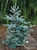 Abies balsamea 'Tyler Blue' - Balsam Fir | Western Evergreen