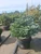 Abies koreana 'Kohout's Ice Breaker' - Korean Fir | Western Evergreen