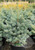 Abies lasiocarpa arizonica 'Glauca Compacta' - Rocky Mountain Fir | Western Evergreen