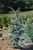 Cedrus atlantica 'Horstmann' - Atlas Cedar | Western Evergreen