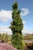 Abies alba 'Pendula' - European Silver Fir | Western Evergreen