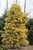 Abies concolor 'Wintergold' - White Fir | Western Evergreen