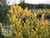 Sequoiadendron giganteum 'Bultinck Yellow' - Giant Sequoia | Western Evergreen Sequoiadendron giganteum 'Bultinck Yellow' - Giant Sequoia | Western Evergreen