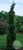 Picea omorika 'Pendula Bruns' - Serbian Spruce | Western Evergreen