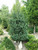 Abies pinsapo 'Fastigiata' - Spanish Fir | Western Evergreen