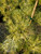 Pinus densiflora 'Golden Ghost' - Japanese Red Pine | Western Evergreen Pinus densiflora 'Golden Ghost' - Japanese Red Pine | Western Evergreen