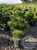 Pinus leucodermis 'Irish Bell' - Bosnian Pine | Western Evergreen
