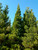 Calocedrus decurrens - California Incense Cedar | Western Evergreen